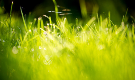 Beautiful Green Grass Field HD Wallpaper