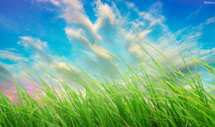 Grass Background Wallpaper 30434