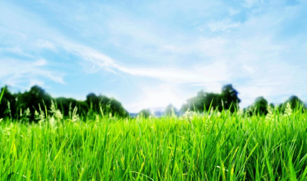 Green Landscape, Green Grass Close Up Blue Sky And White Clouds Ultra HD Wallpaper 3840x2160 : Wallpaper13.com