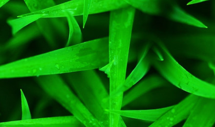 Green Grass Wallpaper