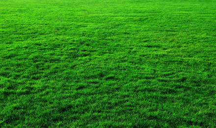 HD wallpaper: Green Grass Background, photo, lawn, public domain, nature, green Color. Green grass background, Grass background, Grass textures