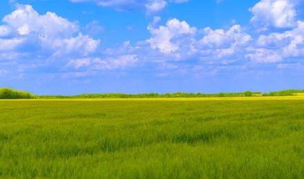 Blue sky, white clouds, green grass. Green grass background, Grass, Sky hop, Natural Grass HD phone wallpaper