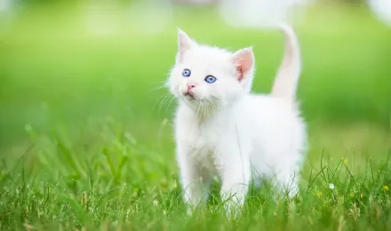 Persian (Kitten, Grass, White) HD Cat Wallpaper