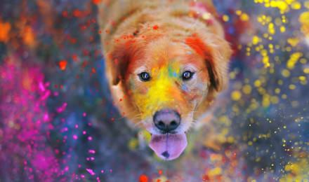 Holi HD Wallpaper and Background