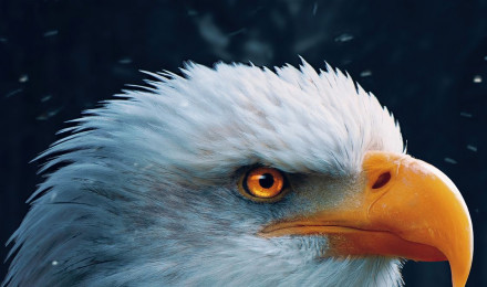 Bald Eagle Closeup 4k iPhone XS, iPhone iPhone X HD 4k Wallpaper, Image, Background, Photo and Picture