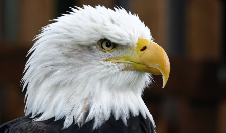 Bald Eagle Photo, Download The BEST Free Bald Eagle & HD Image