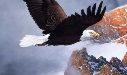 Eagle Wallpaper APK for Android Download