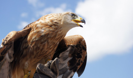 Golden Eagle Photo, Download The BEST Free Golden Eagle & HD Image