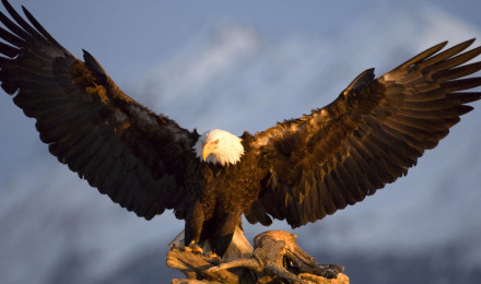 Free download Eagle wallpaper [1024x786] for your Desktop, Mobile & Tablet. Explore Eagle Picture Wallpaper. Bald Eagle Background, Eagle Background Picture, Flying Eagle Wallpaper