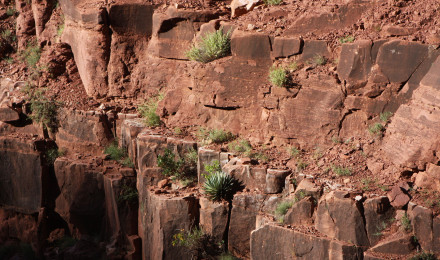 Hermit Shale with Plants