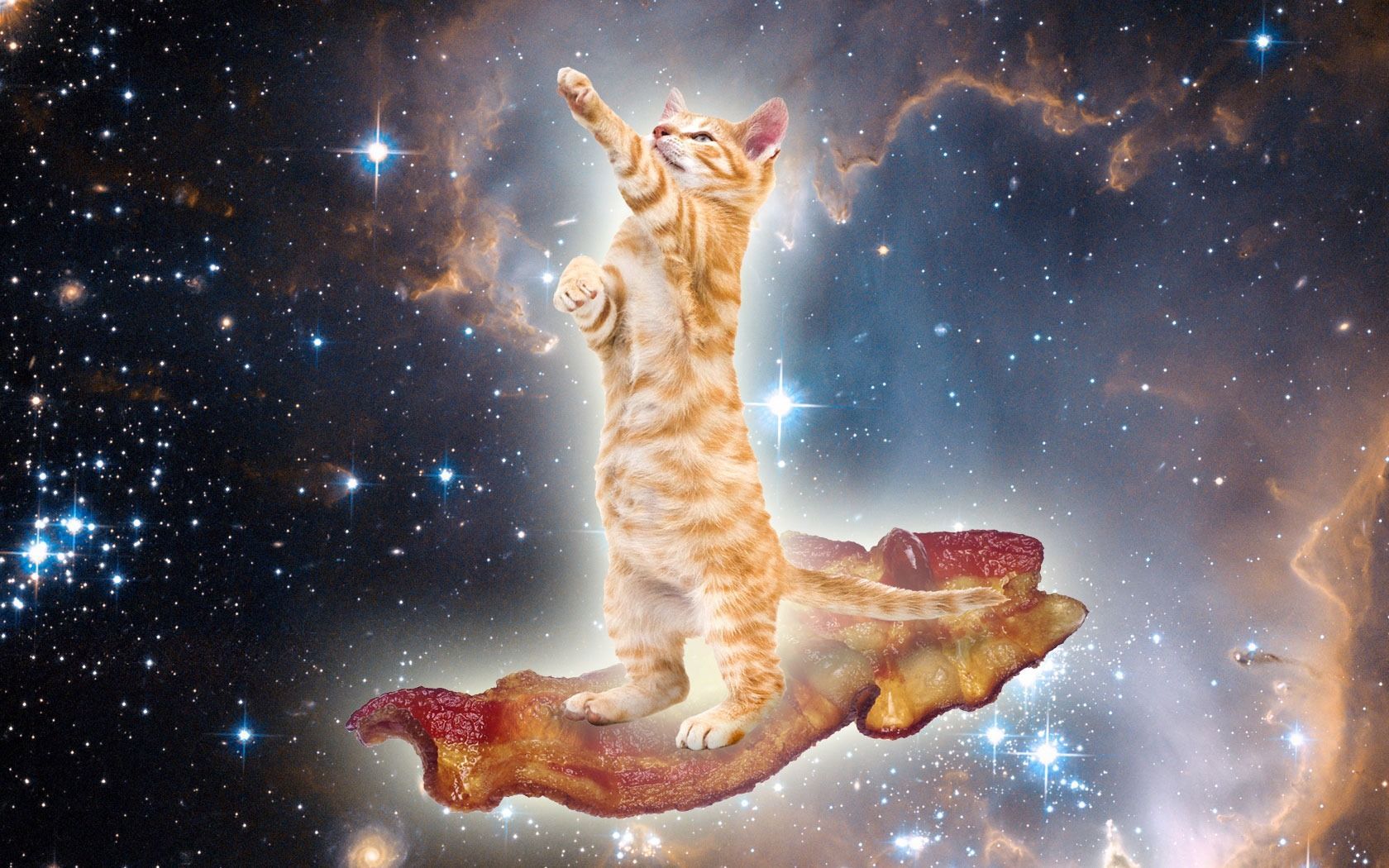 Bacon Space Kitty Adventures of Accordion Guy in the 21st Century