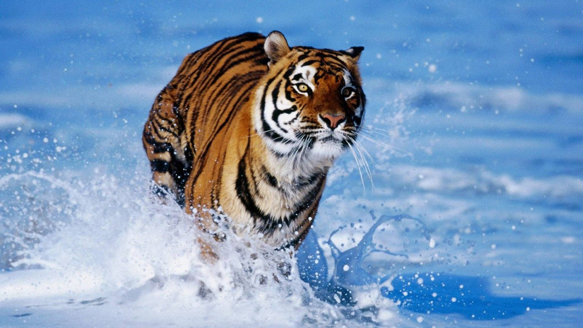 Tiger Wallpaper - 