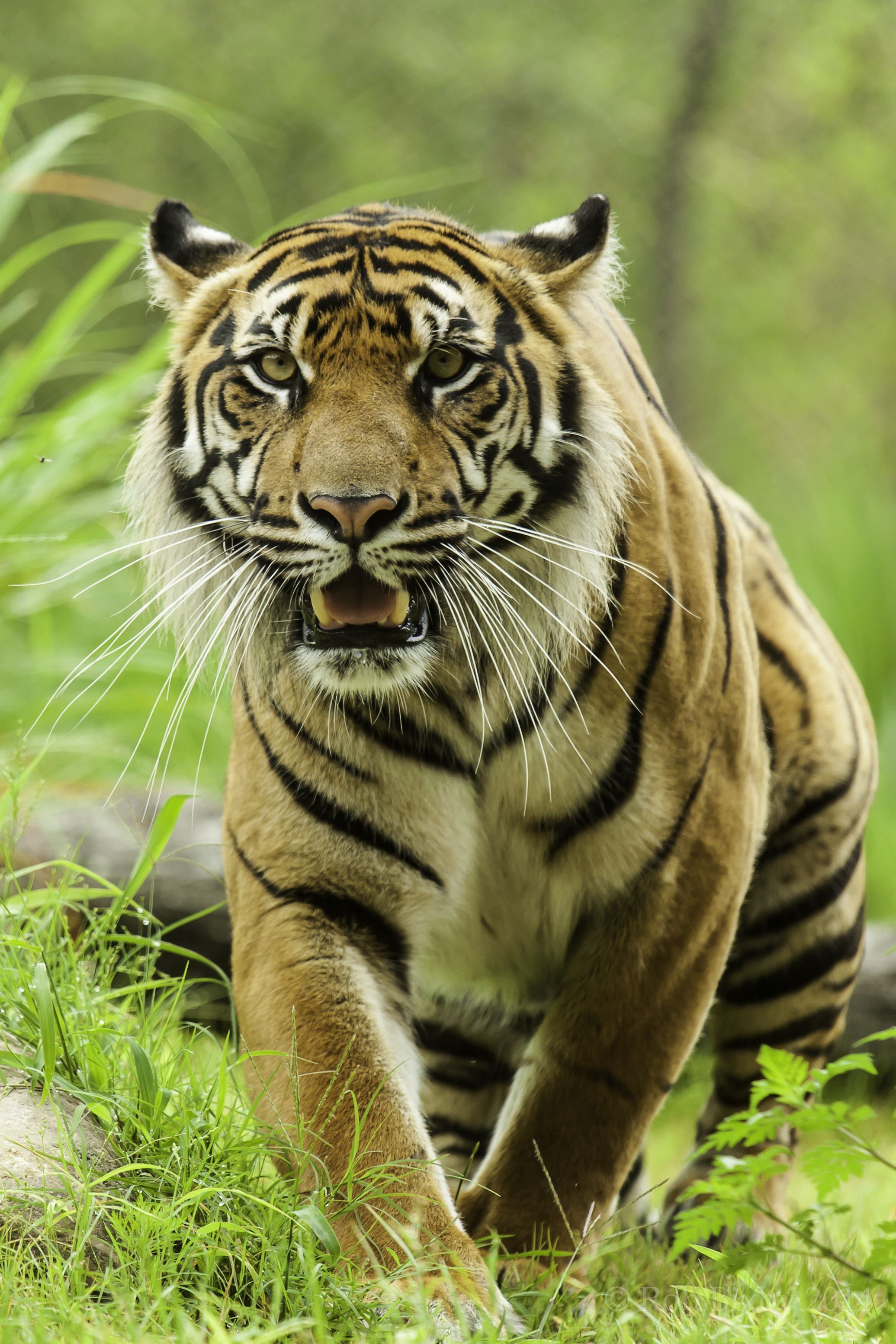 Download Tiger wallpaper for mobile phone, free Tiger HD picture - 