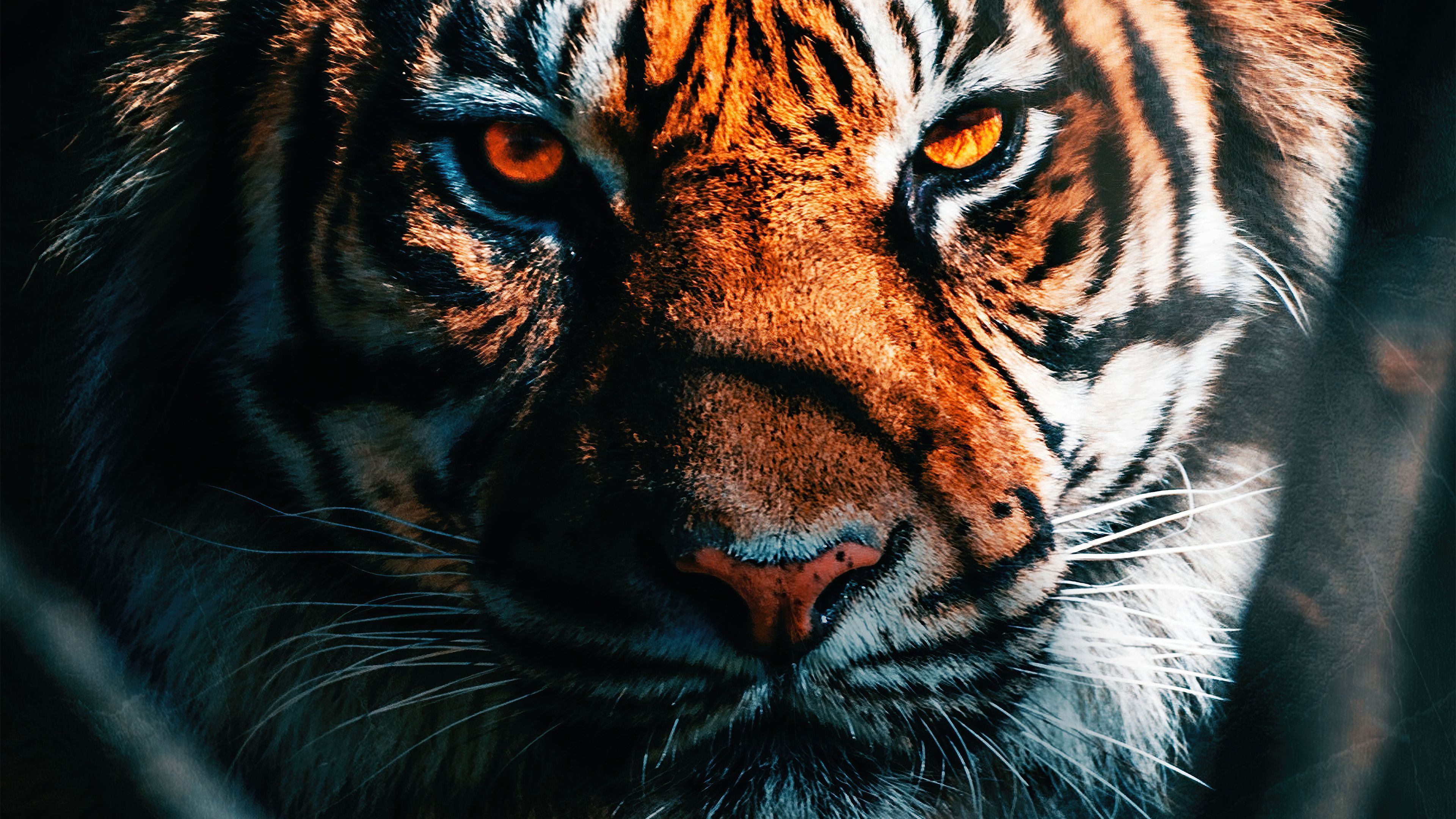 Tiger Close Up, HD Animals, 4k Wallpaper, Image, Background, Photo and Picture - 