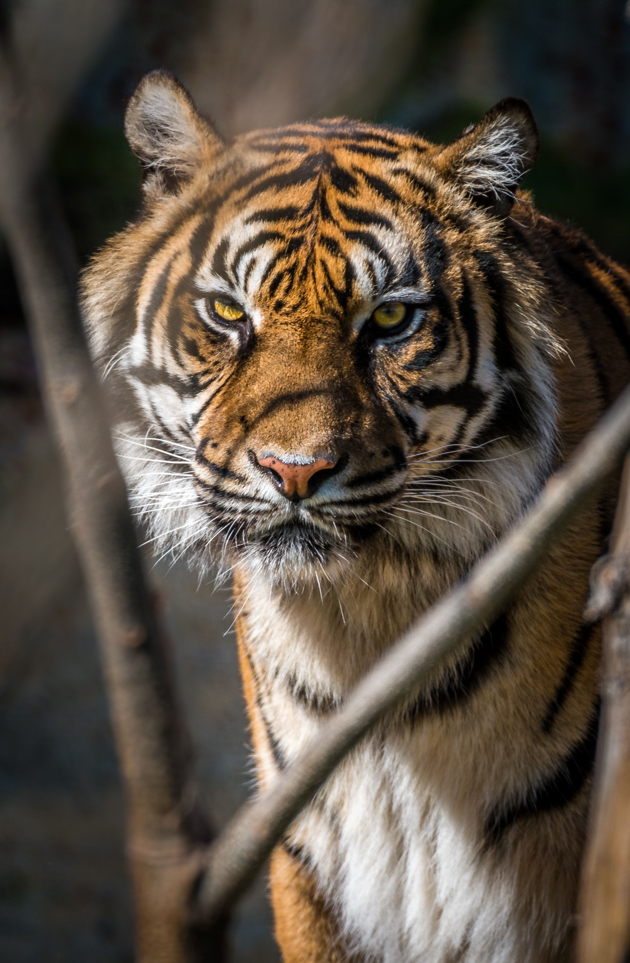 Best Tiger Image · 100% Free Downloads - 