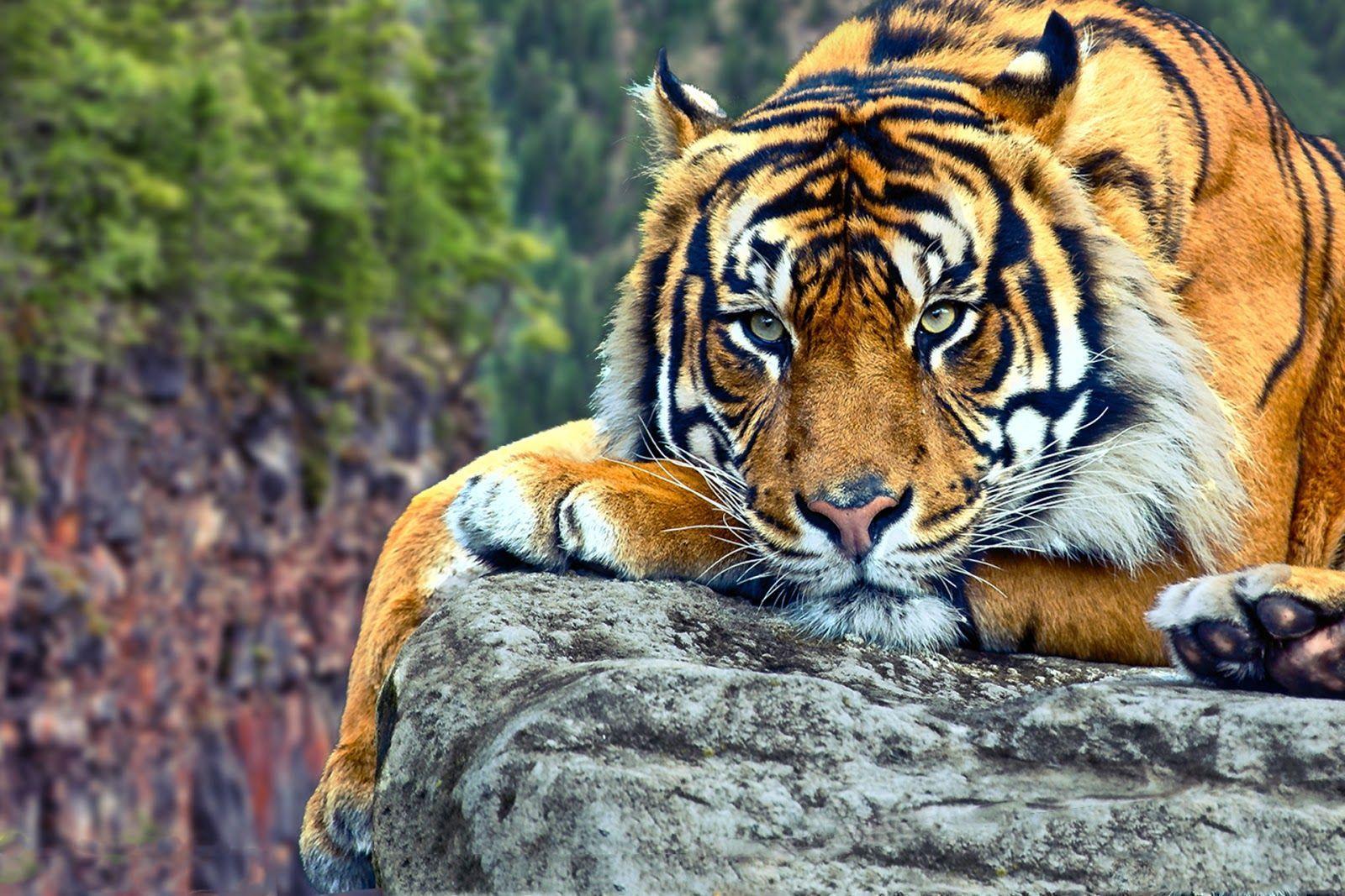 Tiger Desktop Background - 