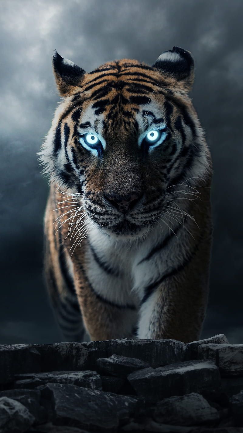 Cool Tiger, blue, water, HD phone wallpaper - 