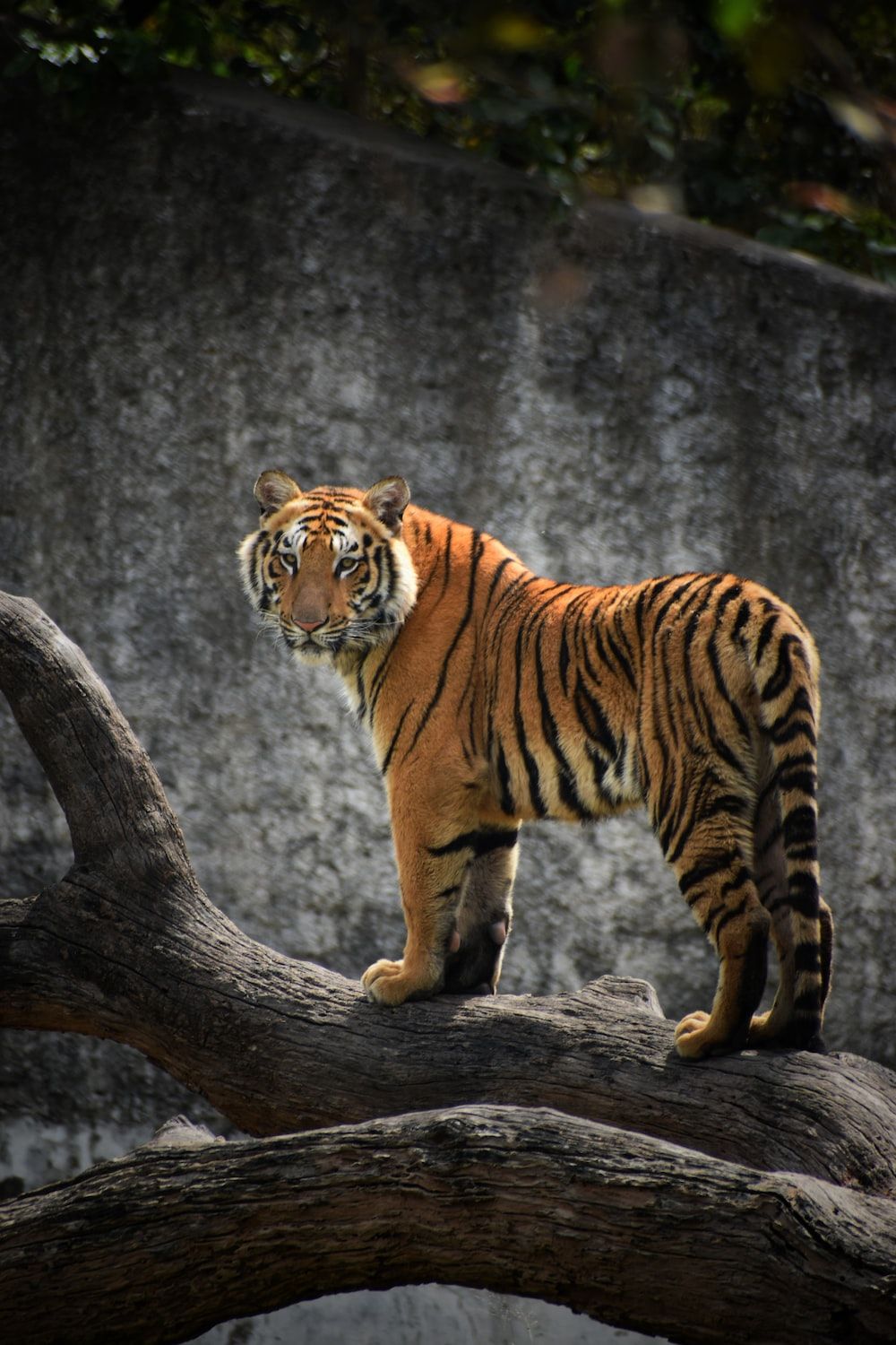 Tigers Picture. Download Free Image - 