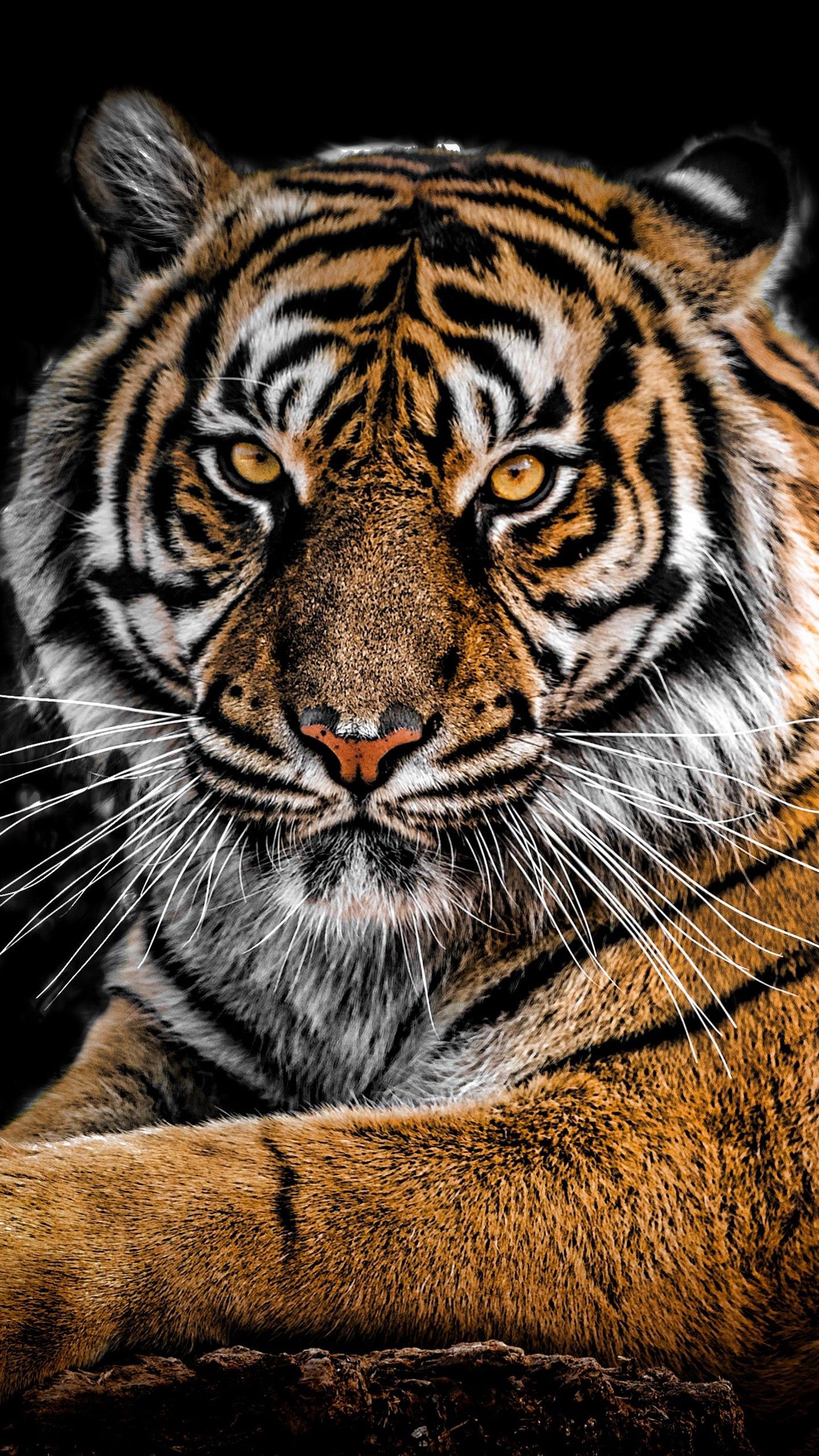 Tiger iPhone HD Wallpaper