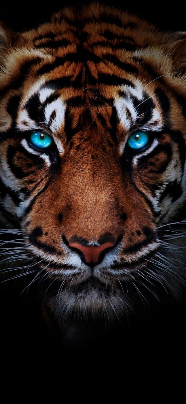 ❤FELINOS❤. Tiger wallpaper, Tiger picture, Tiger spirit animal - 