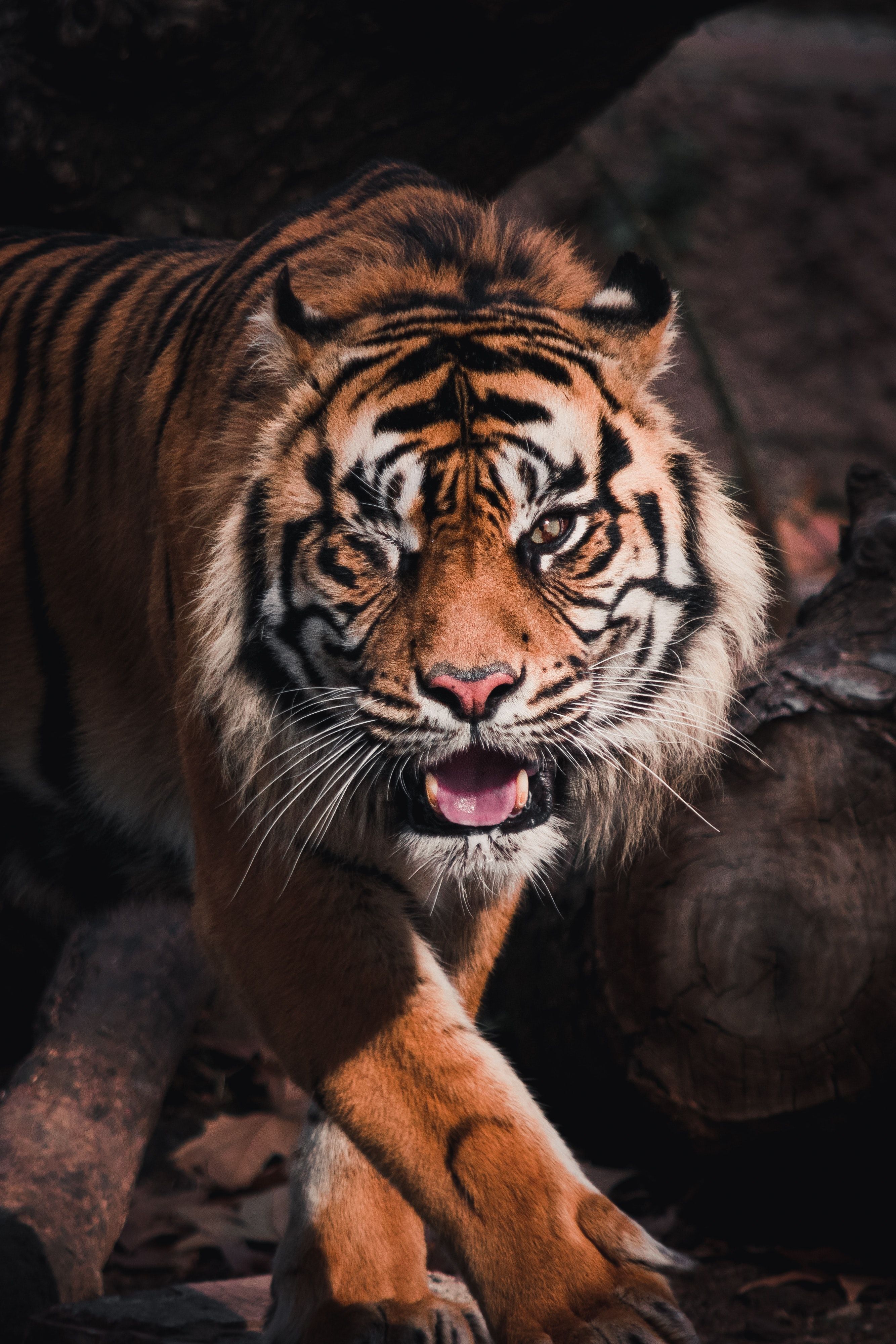 Best Tiger Image · 100% Free Downloads - 