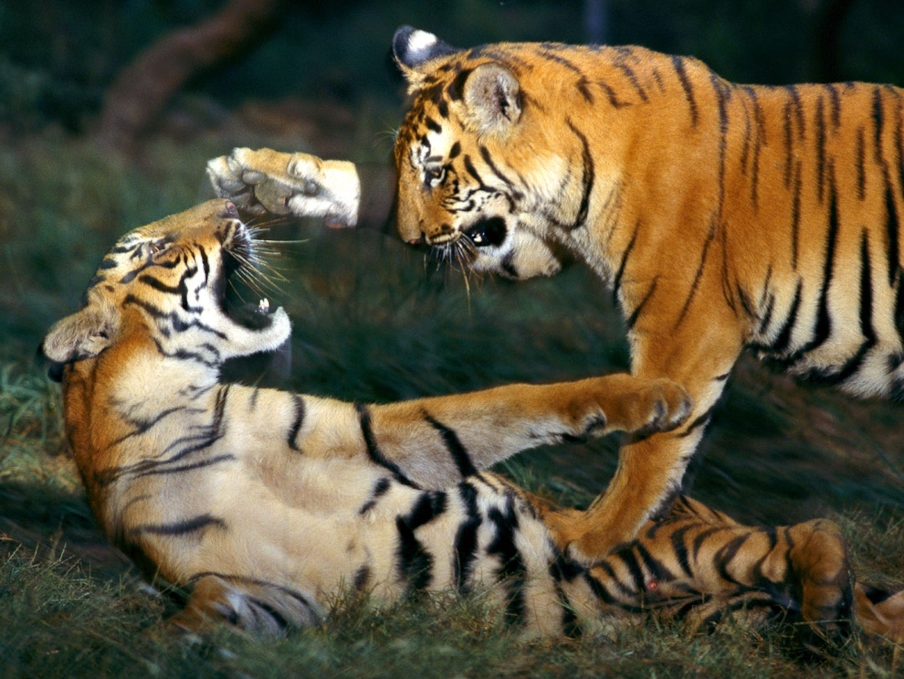 Tiger Picture - 