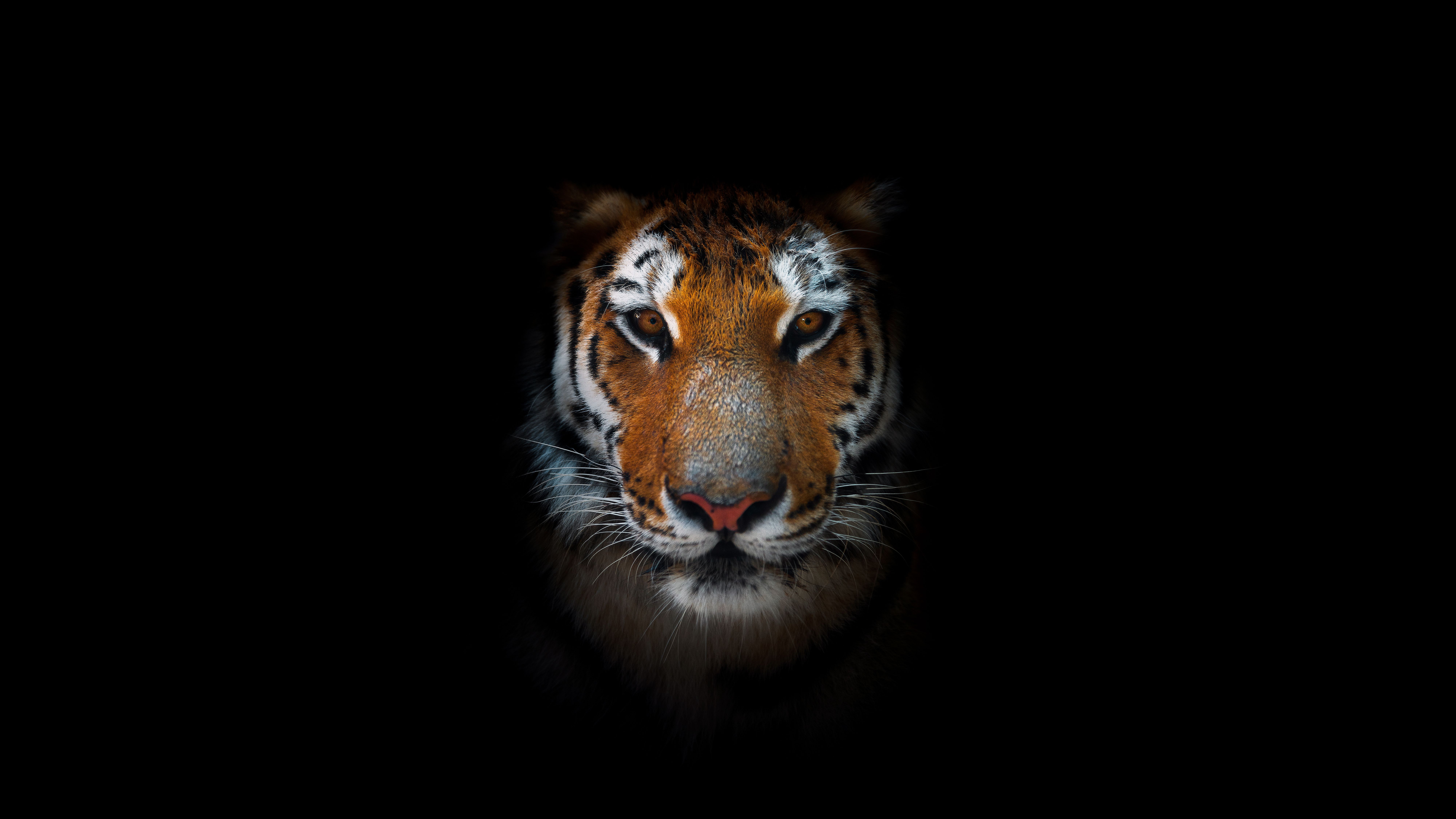 Tiger AMOLED 8K UHD Wallpaper