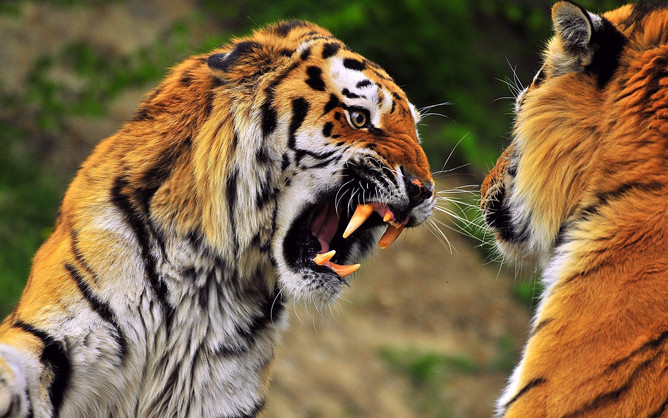 Download Tiger wallpaper for mobile phone, free Tiger HD picture - 