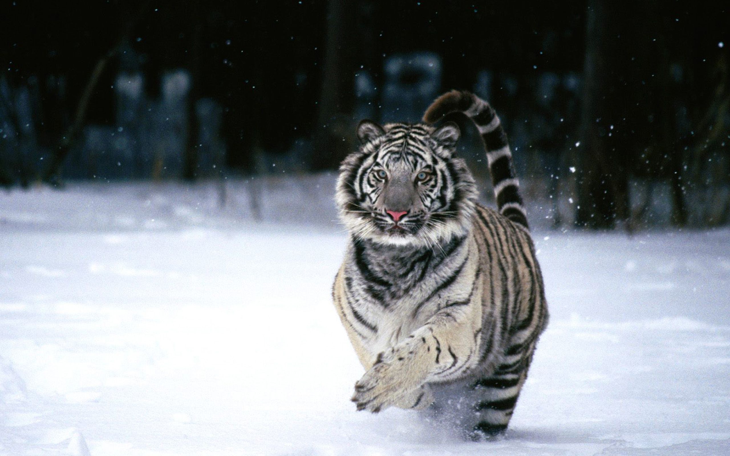 Tiger Wallpaper - 