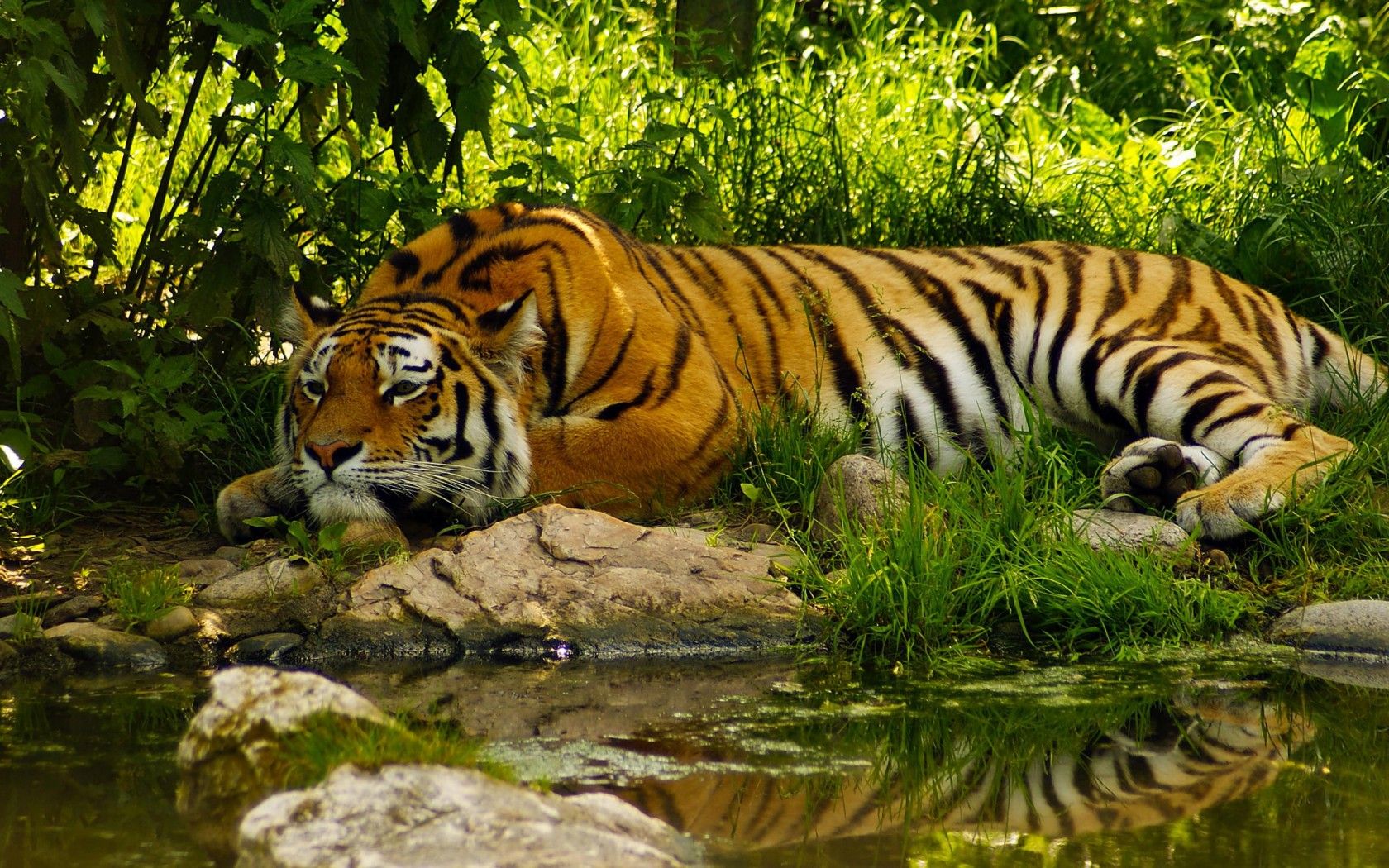 Royal Bengal Tiger - 