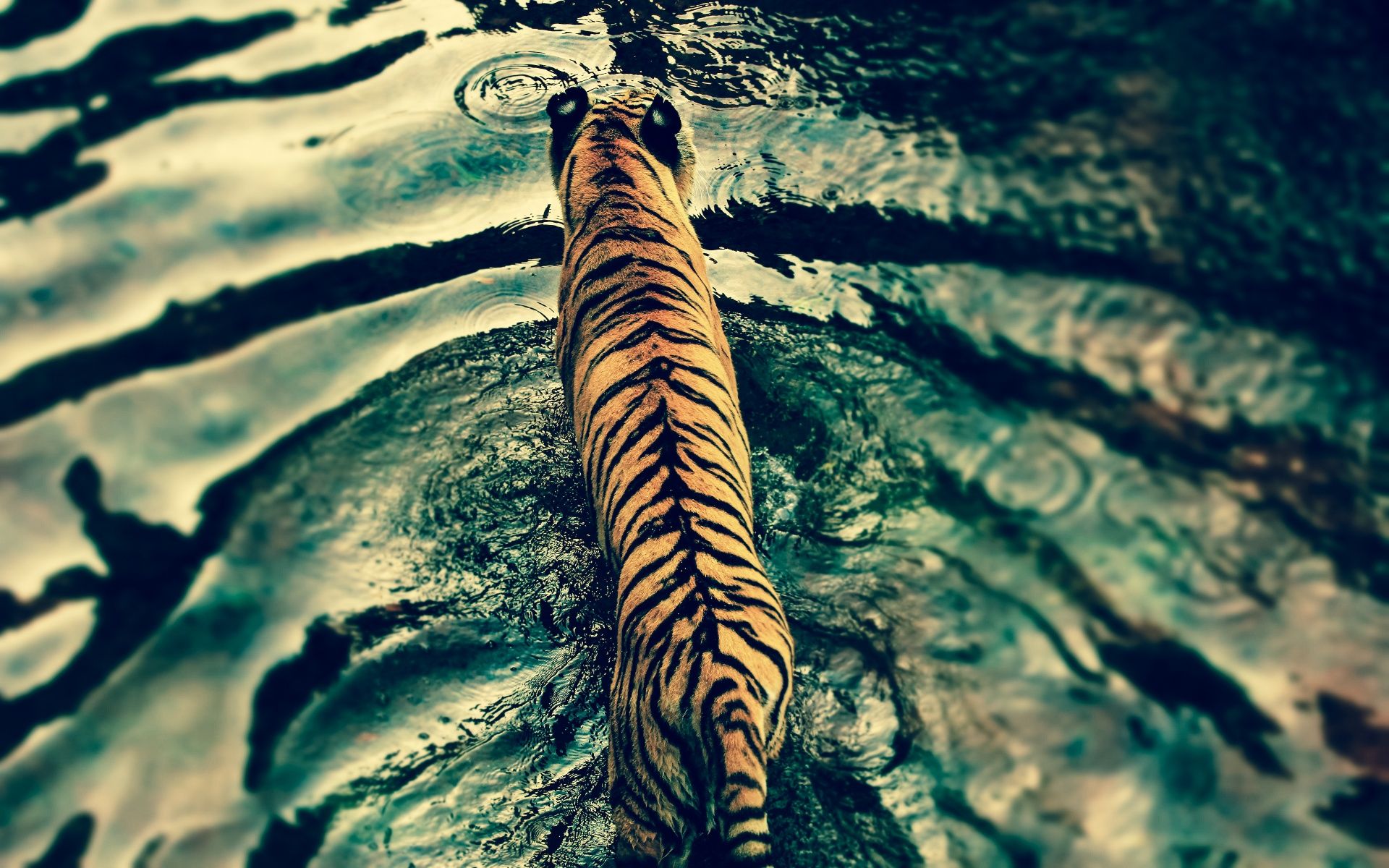 Tiger Wallpaper 4K, Walking, Top View, Water ripples - 