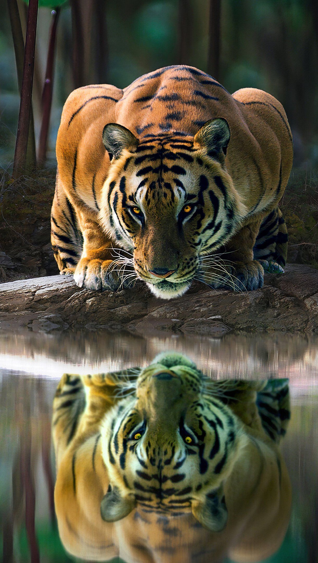 Tiger reflected in lake Wallpaper 4k Ultra HD - 