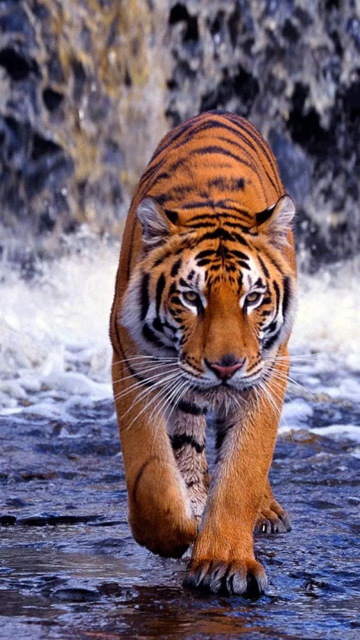 Tiger Wallpaper Free APK pour Android Télécharger