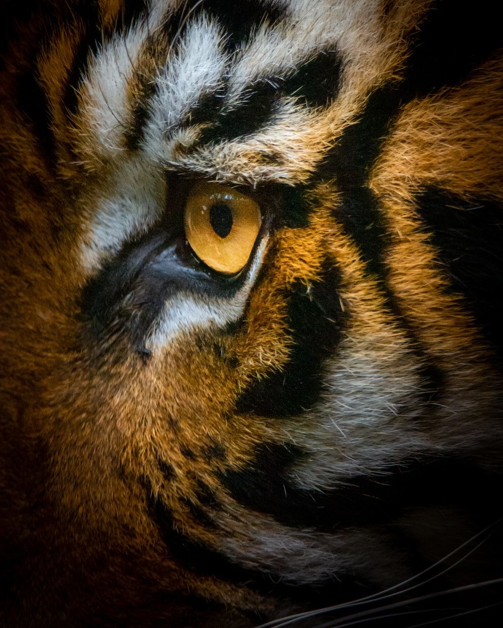 Tiger Eye Picture. Download Free Image - 