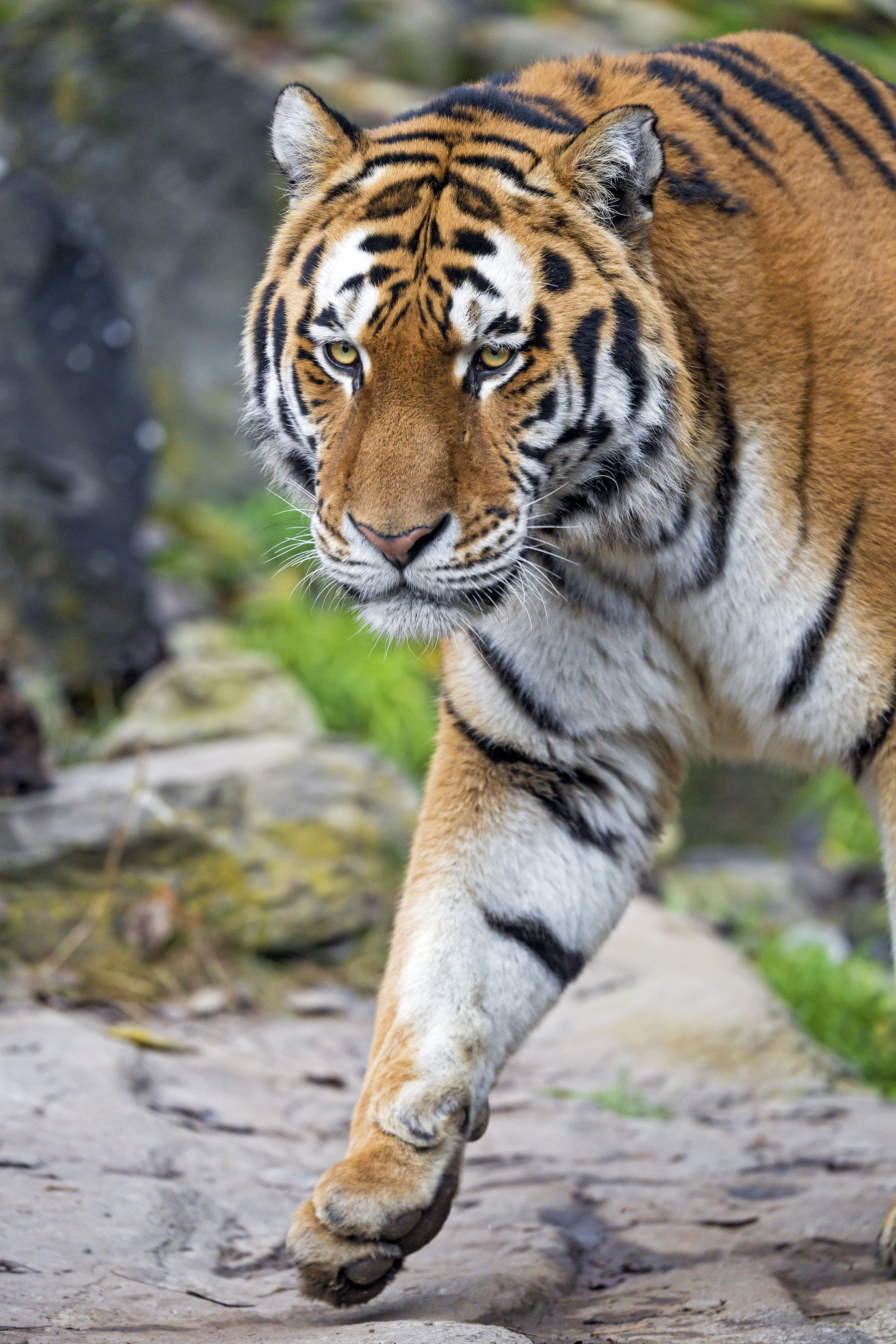 Download Tiger wallpaper for mobile phone, free Tiger HD picture - 