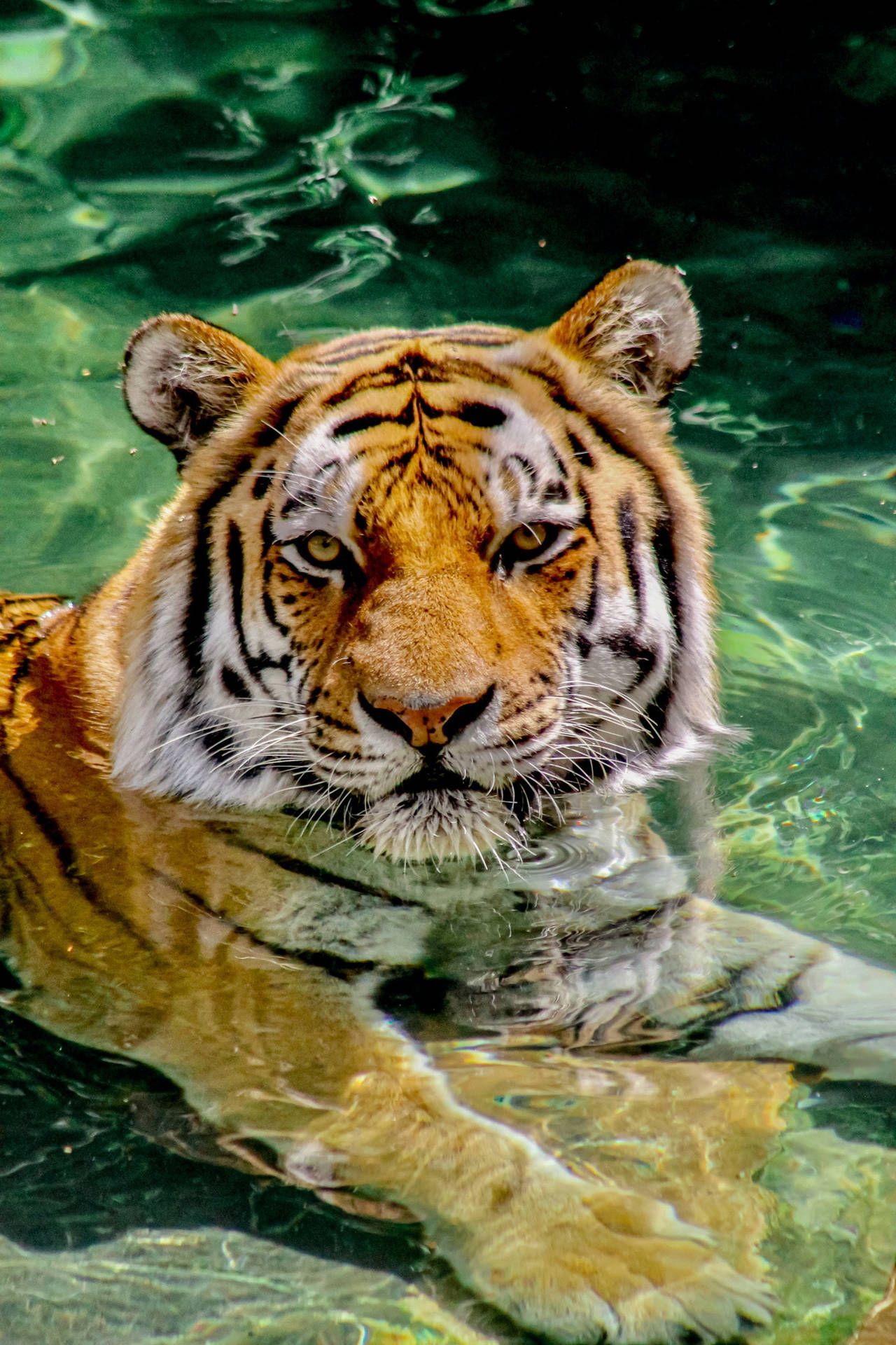 Tiger iPhone Wallpaper - 