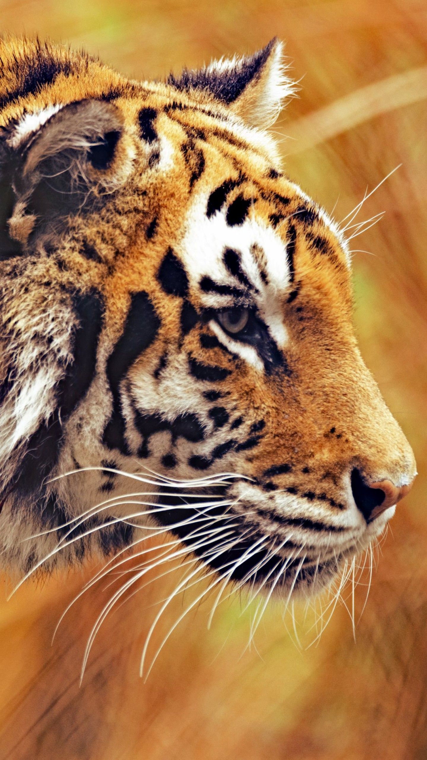 Wallpaper Bengal Tiger, 5k, 4k wallpaper, Grass, yellow, hunting, Animals