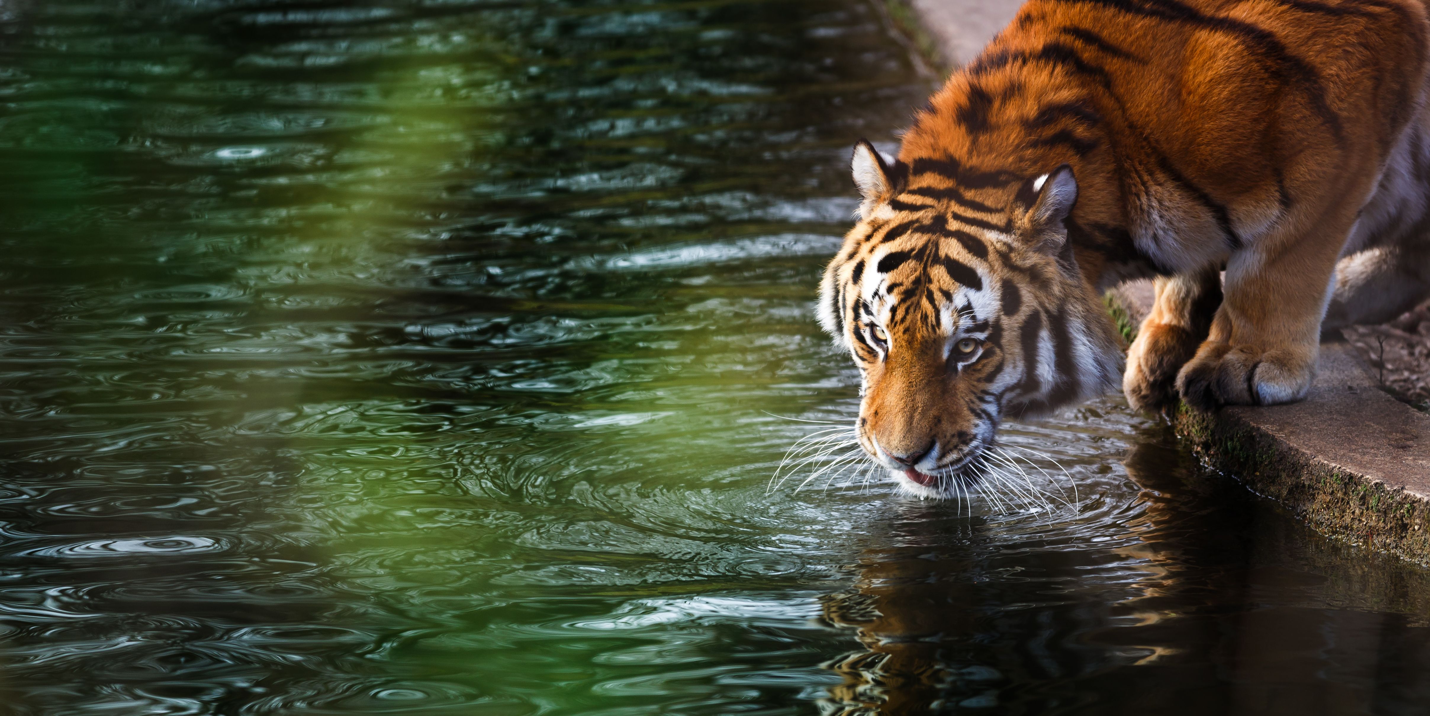 Animal Tiger 4k Ultra HD Wallpaper - 