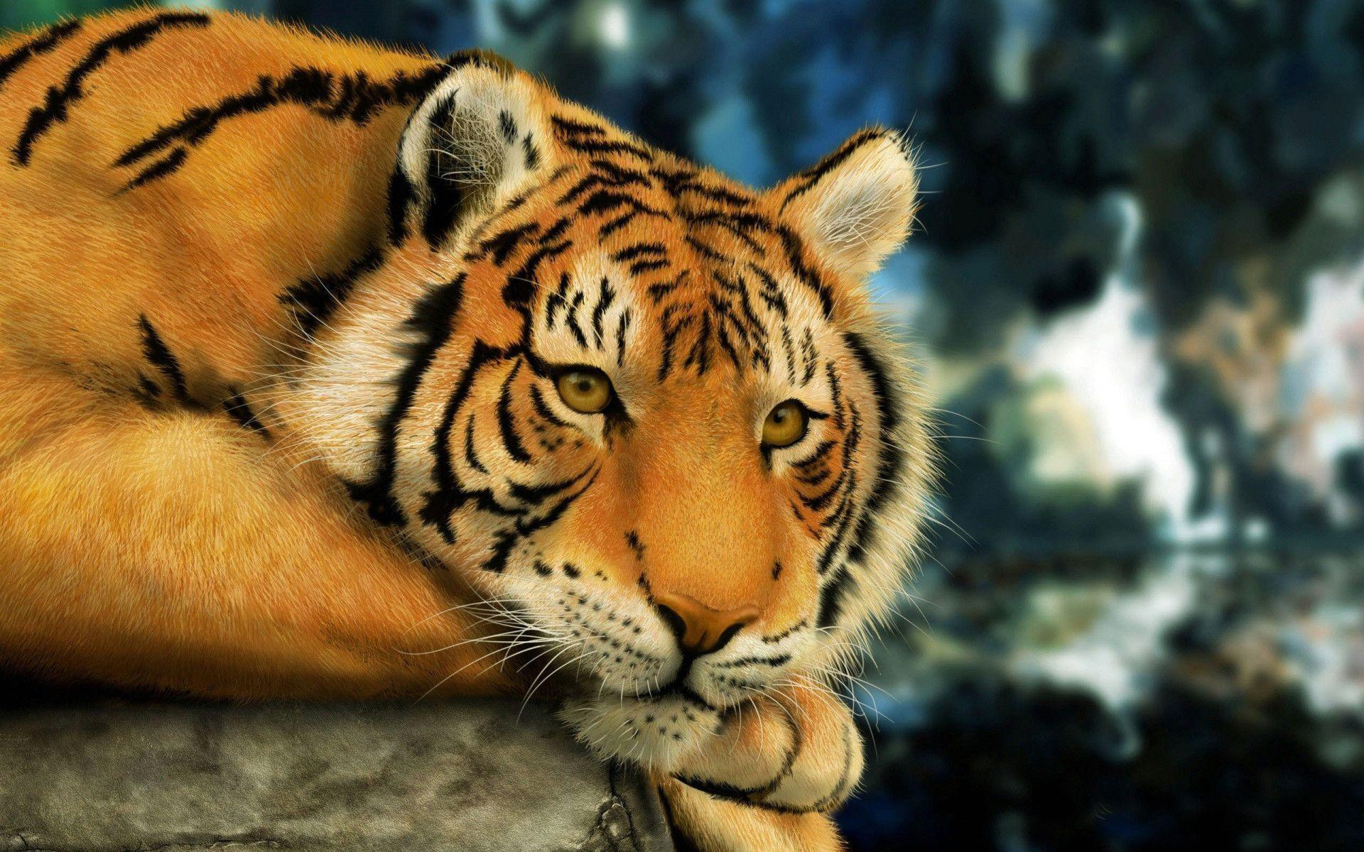 Tiger Desktop Background - 