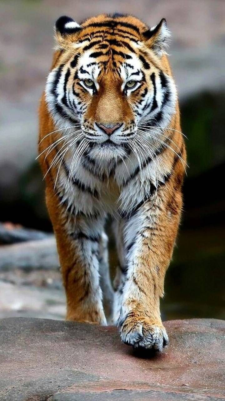 Download Tiger wallpaper by georgekev now. Browse millions of popular animal Wallpaper. Tiger wallpaper, Wild animal wallpaper, Tiger image