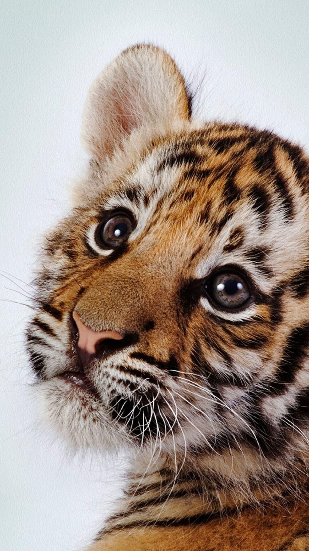 Baby tiger Wallpaper Download - 