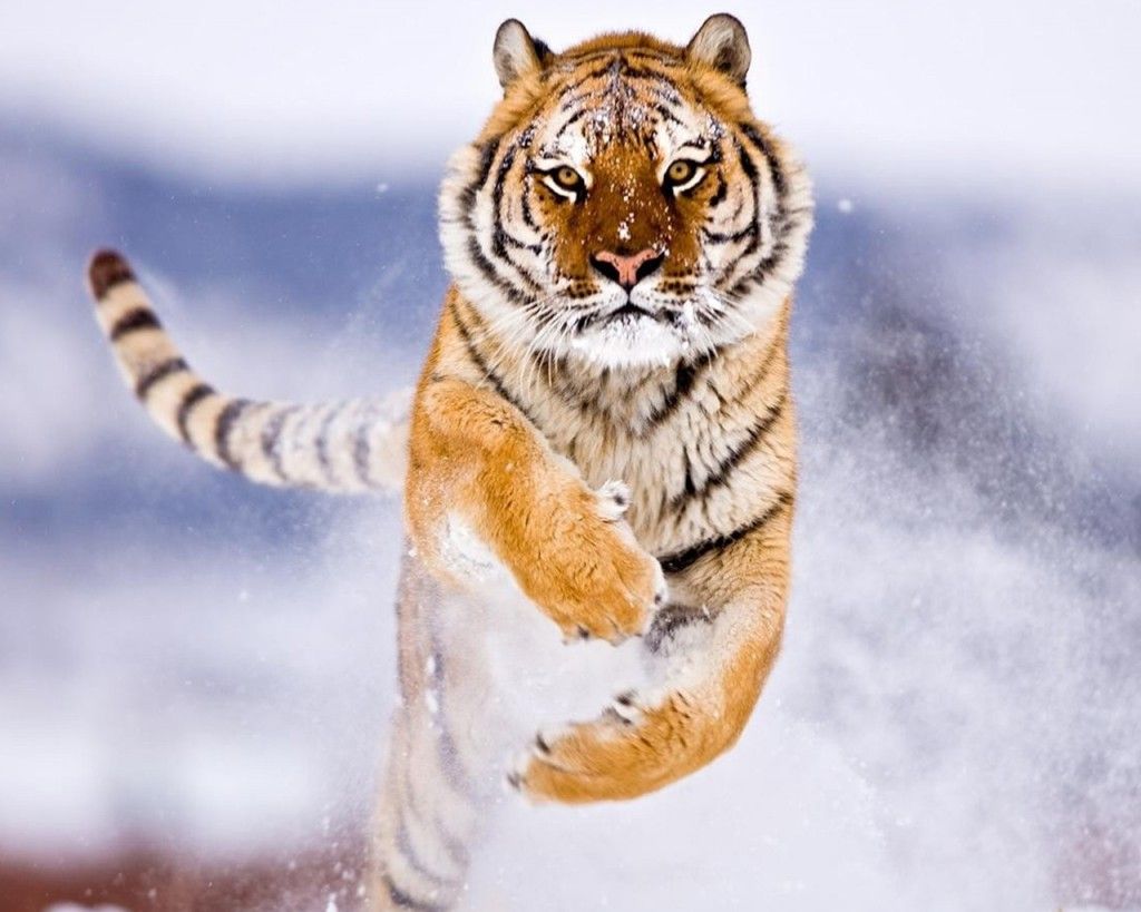 Free Beautiful Tiger HD Wallpaper - 