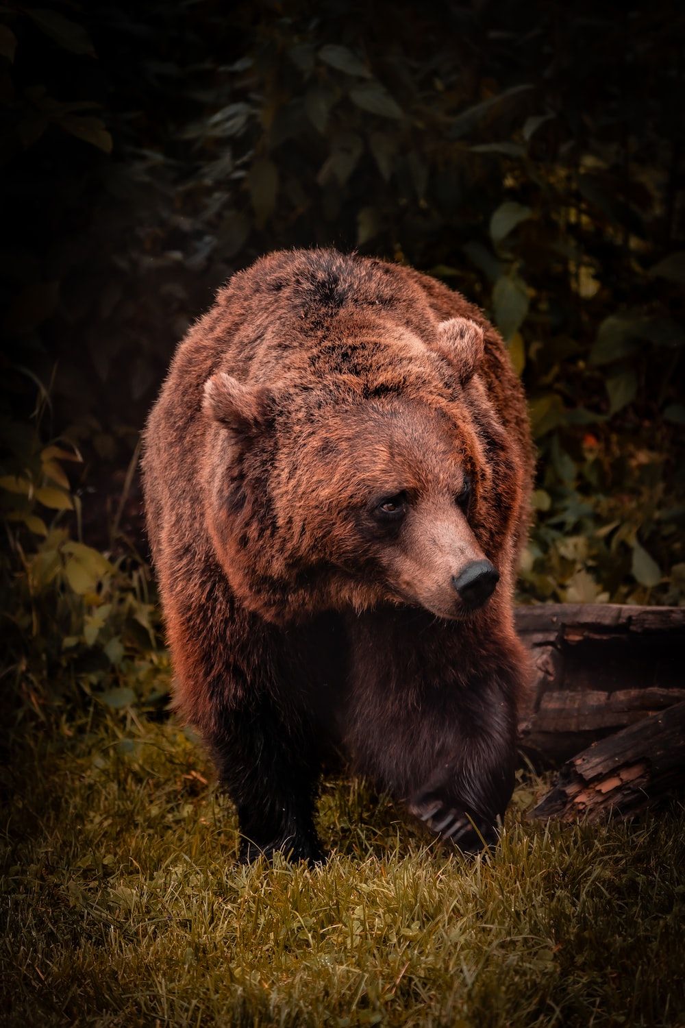 Bear Picture [HD]. Download Free Image - 