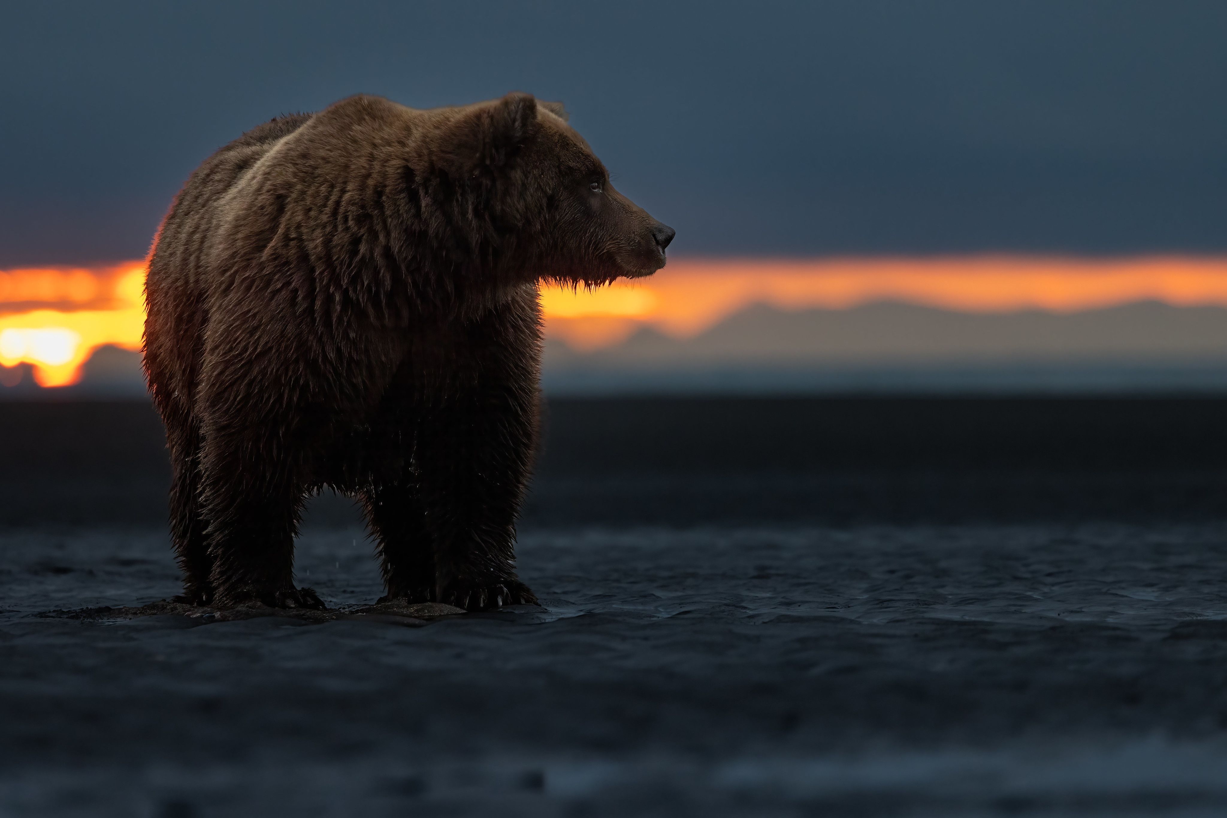 4K Bear Wallpaper and Background Image - 