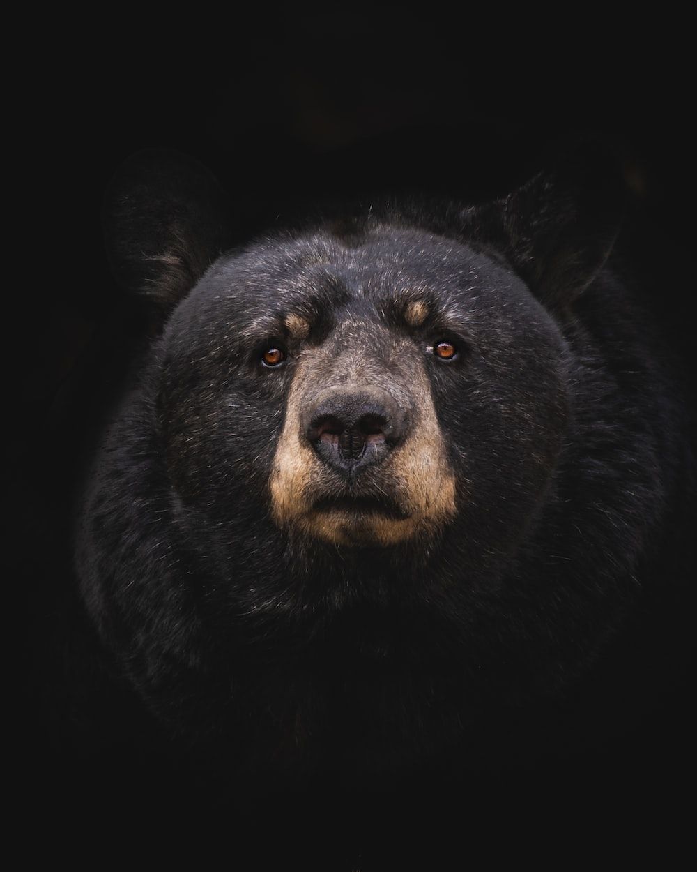 Bear Picture [HD]. Download Free Image - 