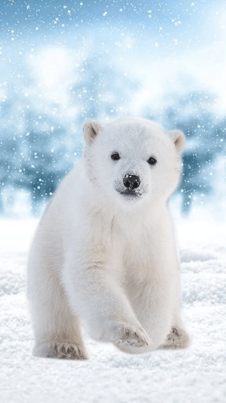 Polar Bear