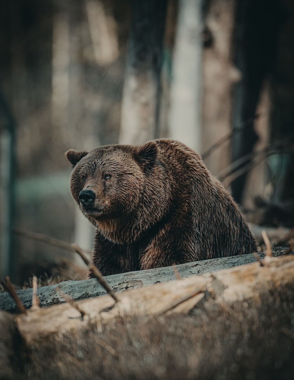 Brown bear on brown wooden log during daytime photo - 