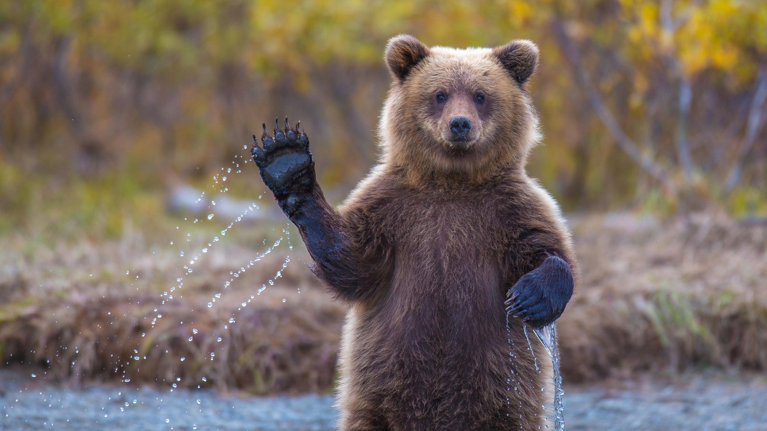 Wallpaper Bear, 4k, HD wallpaper, Hi, Water, National Geographic, Big, OS - 