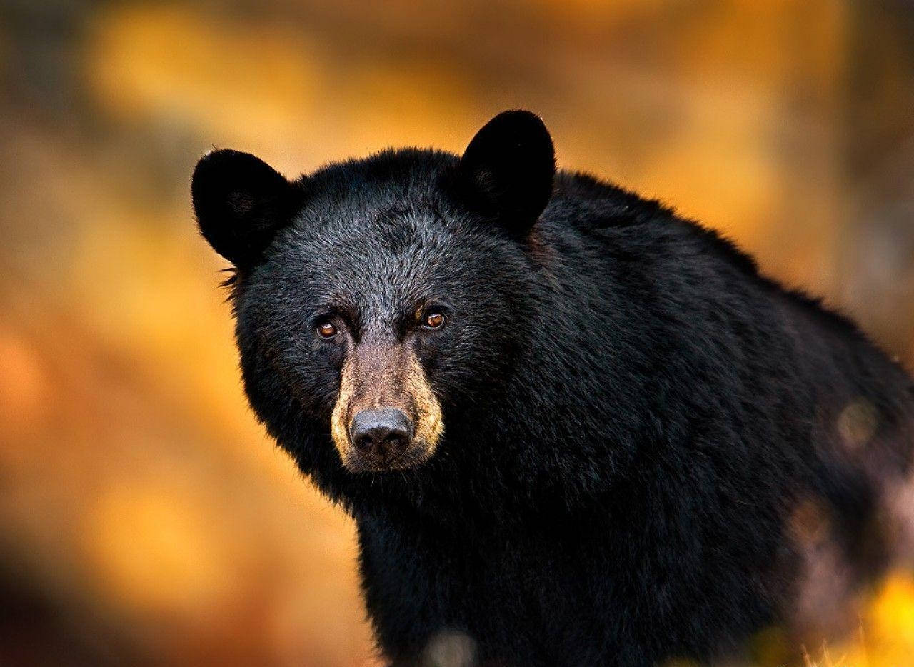 Black Bear Wallpaper - 