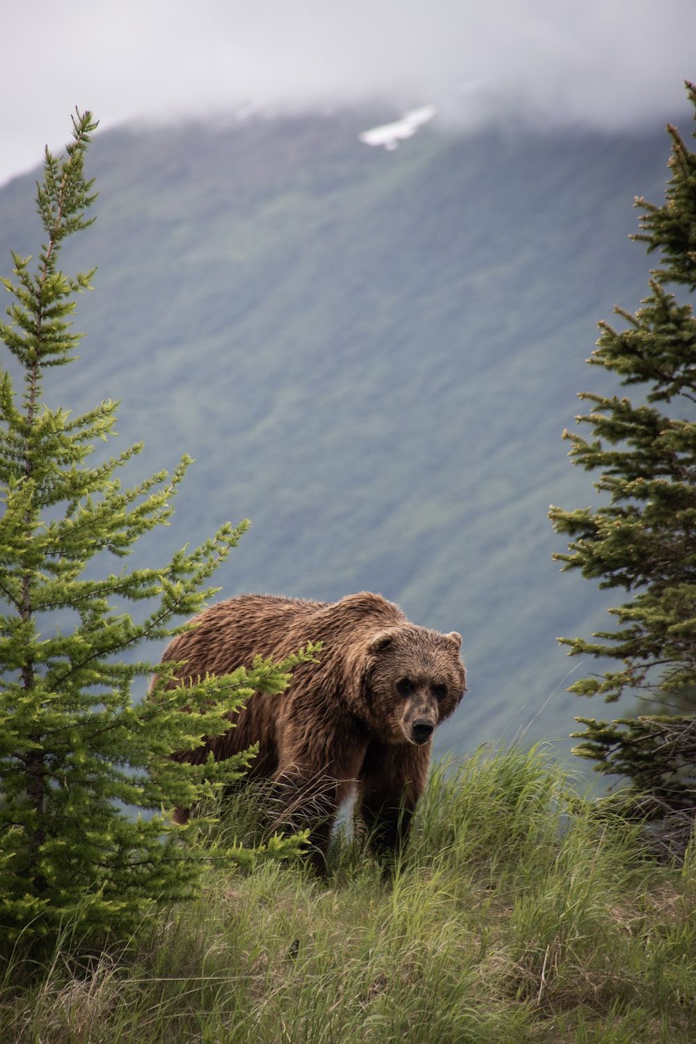 Brown Bear Picture. Download Free Image - 